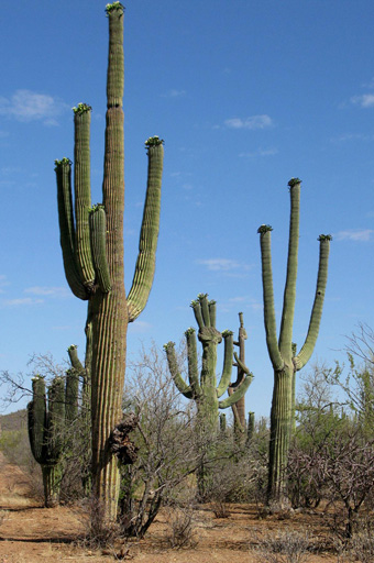 Saguaro habit
