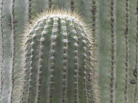 Saguaro stems and spines