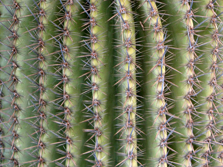 Saguaro spines