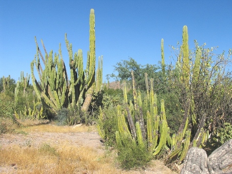 Columnar cacti