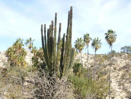 Pachycereus pecten-aboriginum cactus