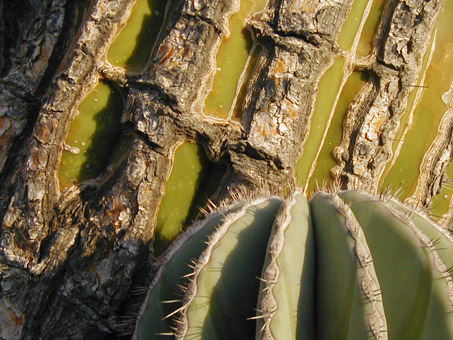 Cardón stems and spines