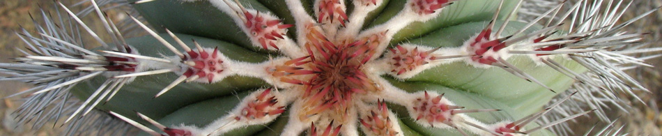 Spines of Pachycereus pringlei stem