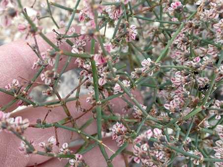 Closeup of Skeletonweed stems and flowers