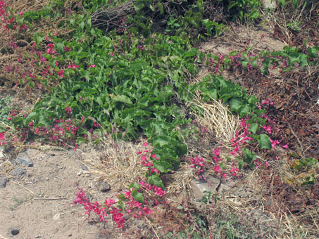 Coral Vine plant on ground