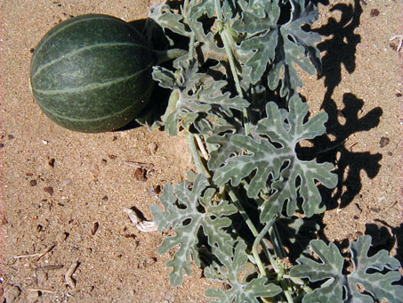 Baja California Coyote Melon