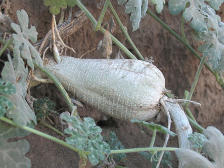 tuber of Coyote melon