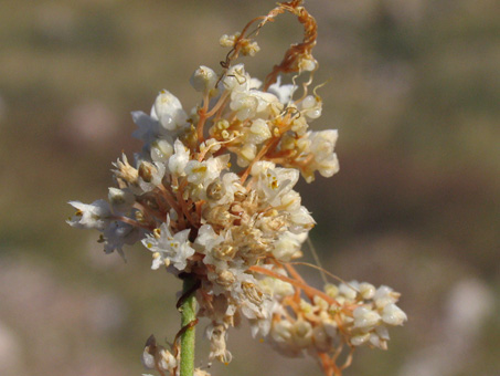 Cuscuta tuberculata flowers