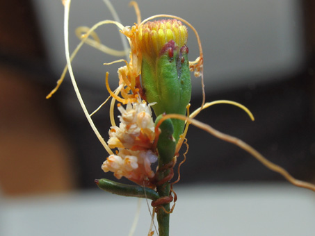 thready stems (haustoria) of parasitic Dodder