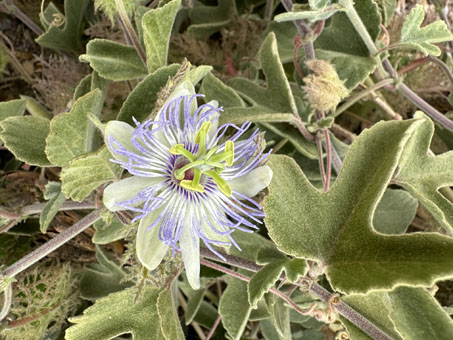 Sonoran Passion Flower in bloom