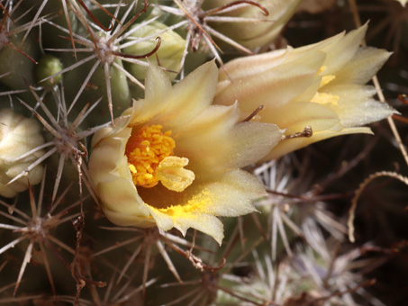 Nipple cactus