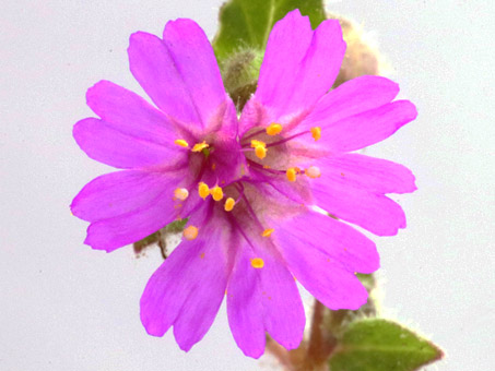 Allionia incarnata flower 