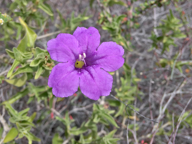 Ruellia californica flower