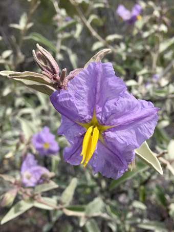 Solanum flower