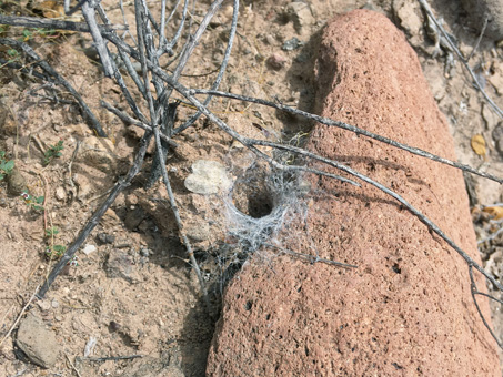 spider burrow
