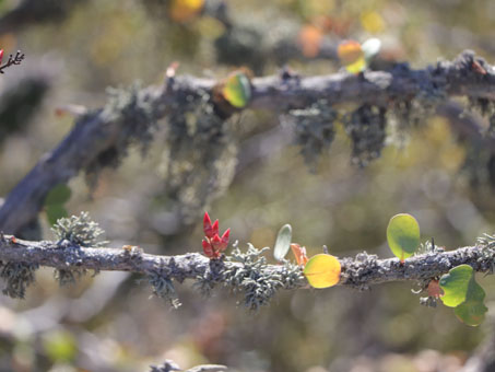 Lichens growing on a plant branch
