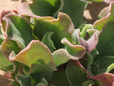 Closeup of iceplant leaf