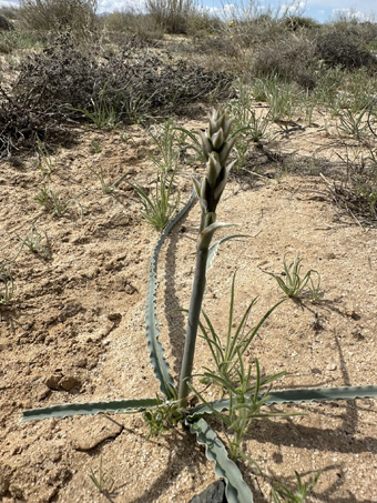 Desert Lily plant with new inflorescence