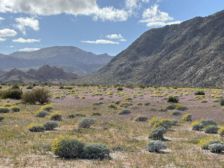 Lupine and Brittlebush covering miles of desert