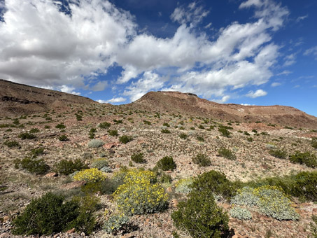 Desert slope with flowering plants