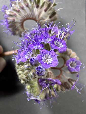 Parish Phacelia flowers