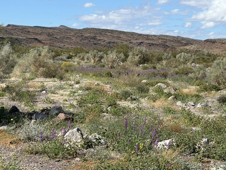 Alluvial fan with lots of flowers