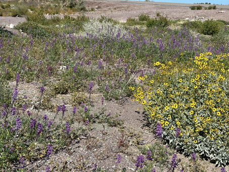 Alluvial fan with lots of flowers