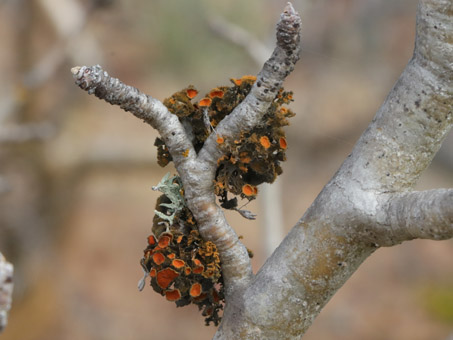Gold-eye lichen