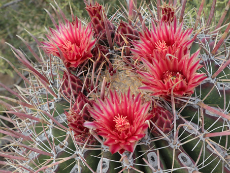 Red-Spine Barrel Cactus flowers