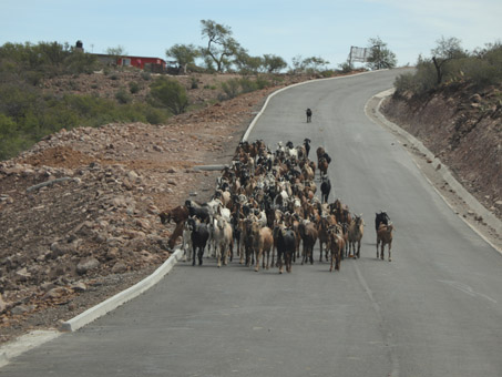 goats on road