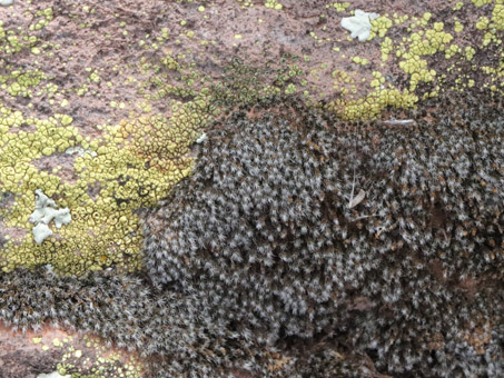 Lichens and mosses and Spike'moss on boulder