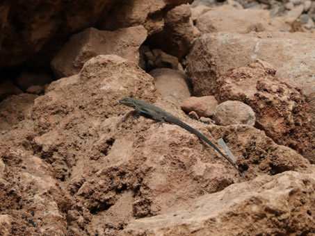 Baja California Brush lizard sitting on rock