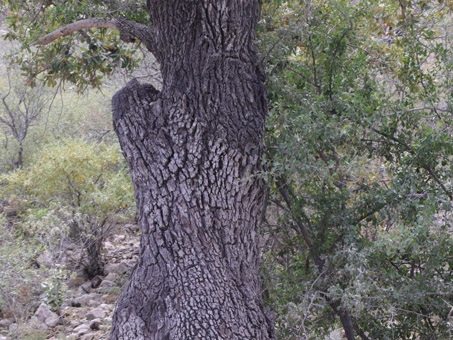 Mexican Blue Oak tree trunk