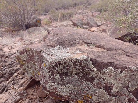 Líquenes escudo en una roca