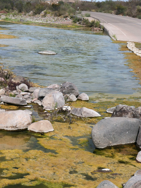 Tapetes de algas en charcas en el lecho de un arroyo