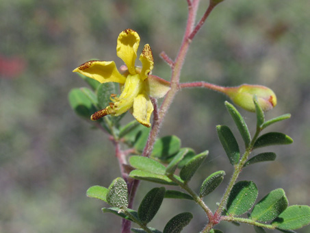 Peninsular Caesalpinia flowers