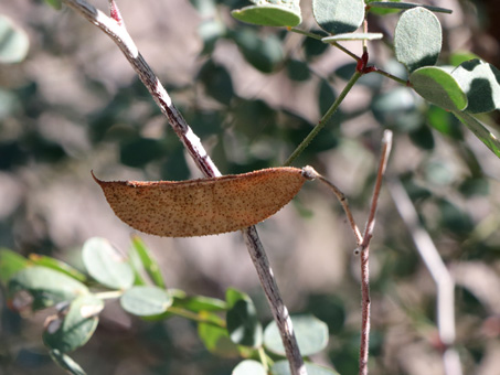 Peninsular Caesalpinia fruit