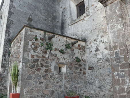 Plantas de Pega-pega que crecen en una grieta en la pared de la misión