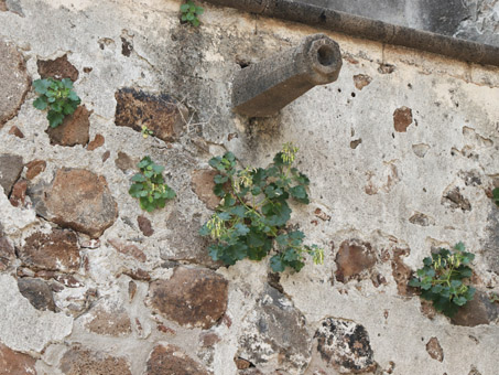 Plantas de Pega-pega que crecen en una grieta en la pared de la misión