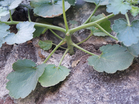 Planta de Pega-pega que crece en una grieta en la pared de la misión