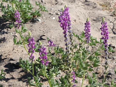 Lupine plants with flowers