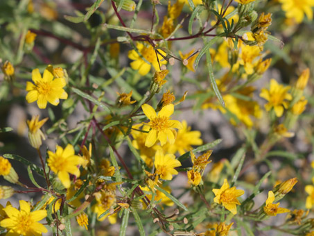 Desert Chinchweed plant in bloom