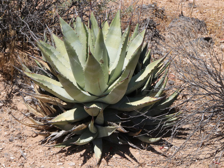 the rosetted growth patter of Desert agave