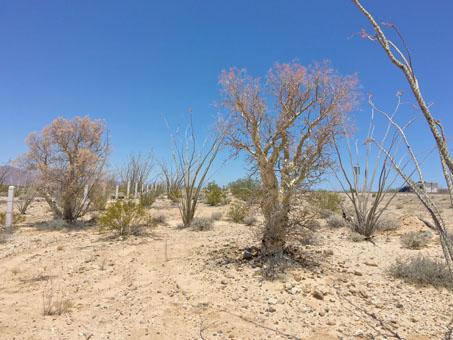 Desert scrub in Arroyo las Arrastras in May 2020