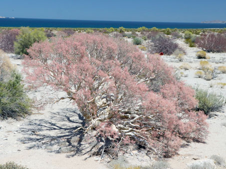 Un Copalquín lleno de flores rosadas en el desierto