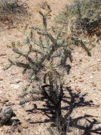 growth habit of Long-spine cholla cactus