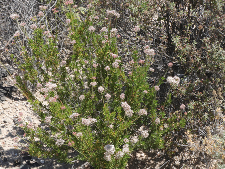 California Buckwheat plant with flower clusters