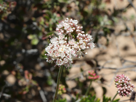 tiny white flowers of California Buckwheat 