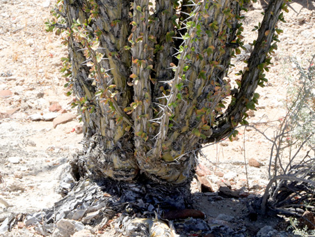 tightly clustered Ocotillo stems with no trunk