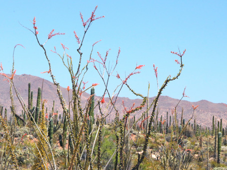 Ocotillos with flaming red flowers at stem tips
